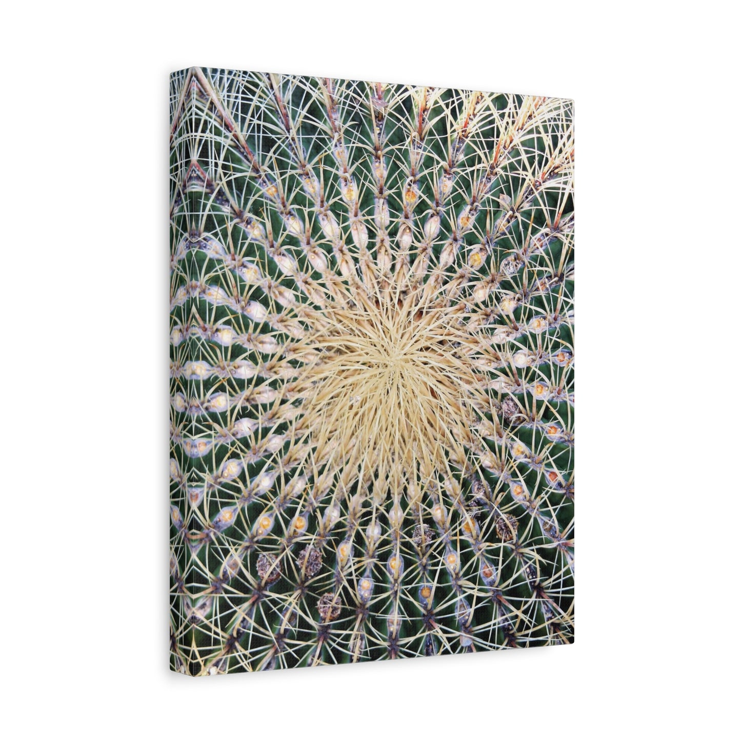 Barrel Cactus Close-Up Canvas | Stretched Matte Canvas