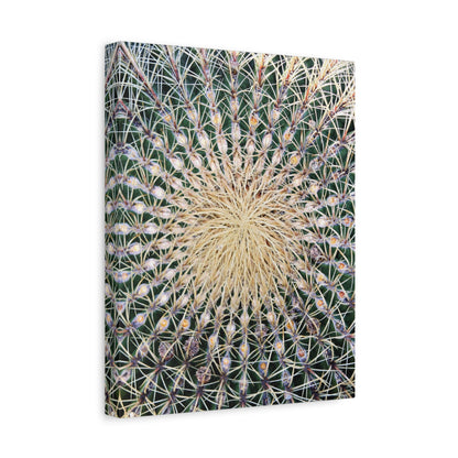 Barrel Cactus Close-Up Canvas | Stretched Matte Canvas