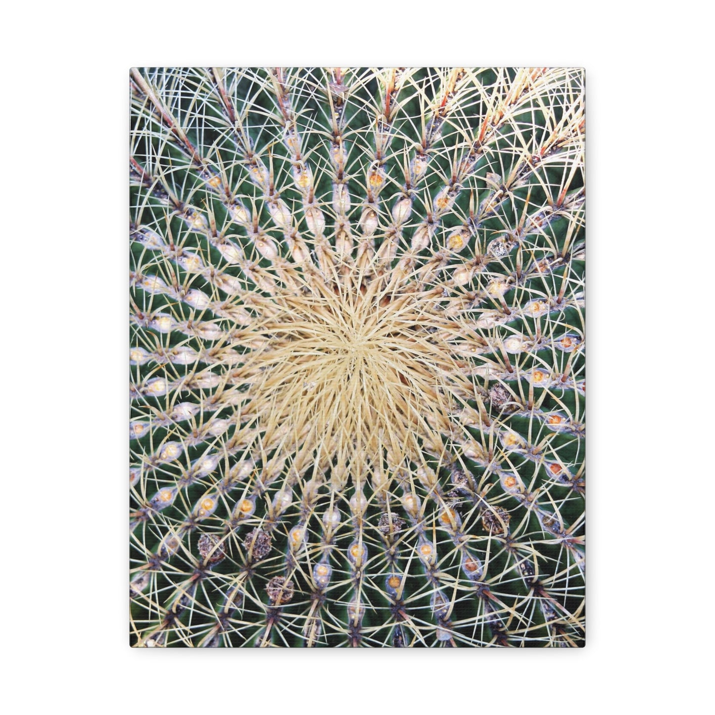 Barrel Cactus Close-Up Canvas | Stretched Matte Canvas
