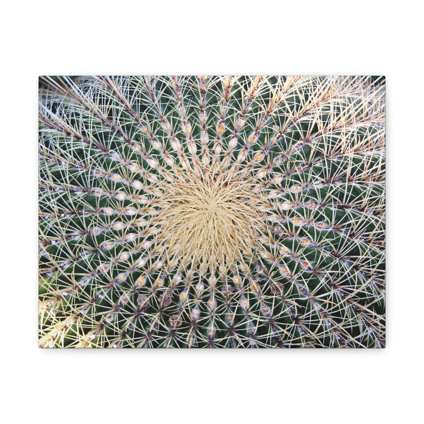 Barrel Cactus Close-Up Canvas | Stretched Matte Canvas