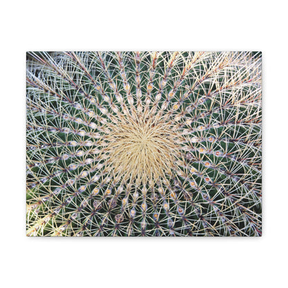 Barrel Cactus Close-Up Canvas | Stretched Matte Canvas