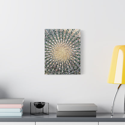 Barrel Cactus Close-Up Canvas | Stretched Matte Canvas