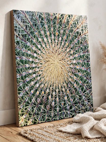 Barrel Cactus Close-Up Canvas | Stretched Matte Canvas