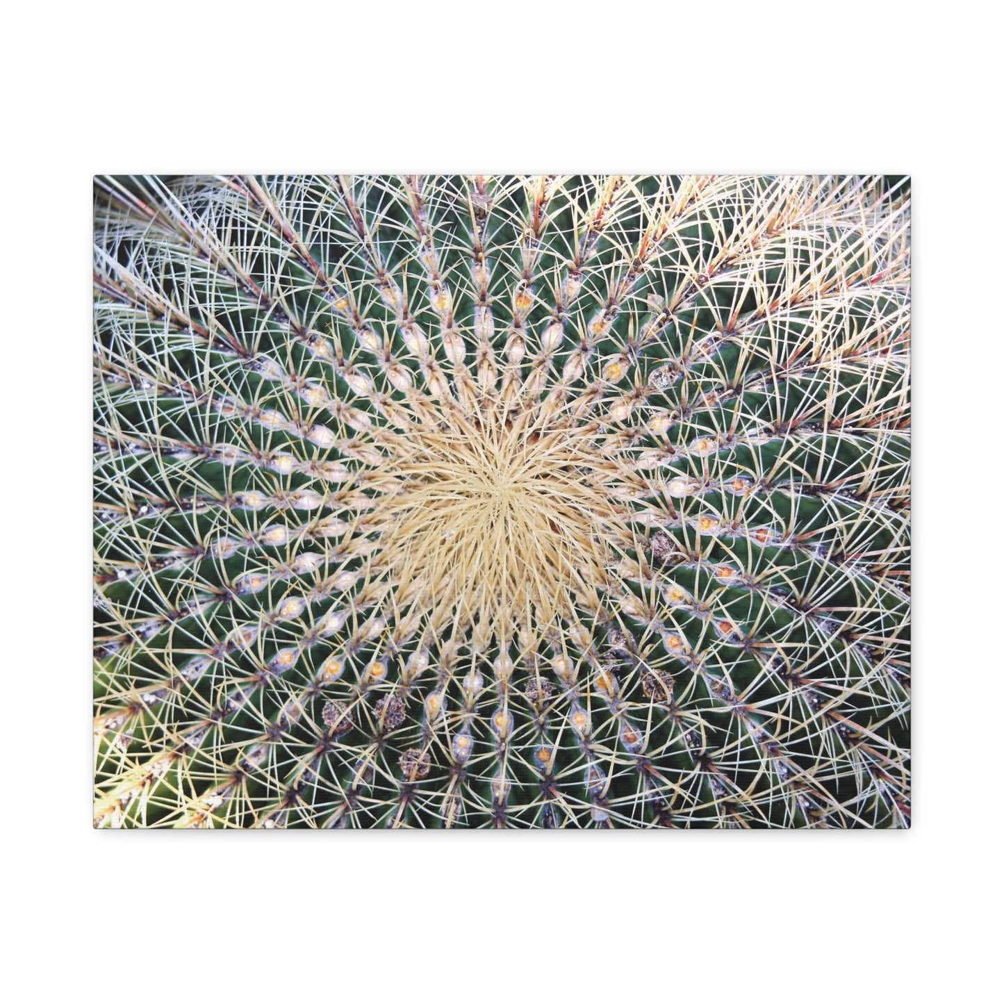 Barrel Cactus Close-Up Canvas | Stretched Matte Canvas