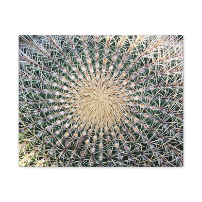 Barrel Cactus Close-Up Canvas | Stretched Matte Canvas