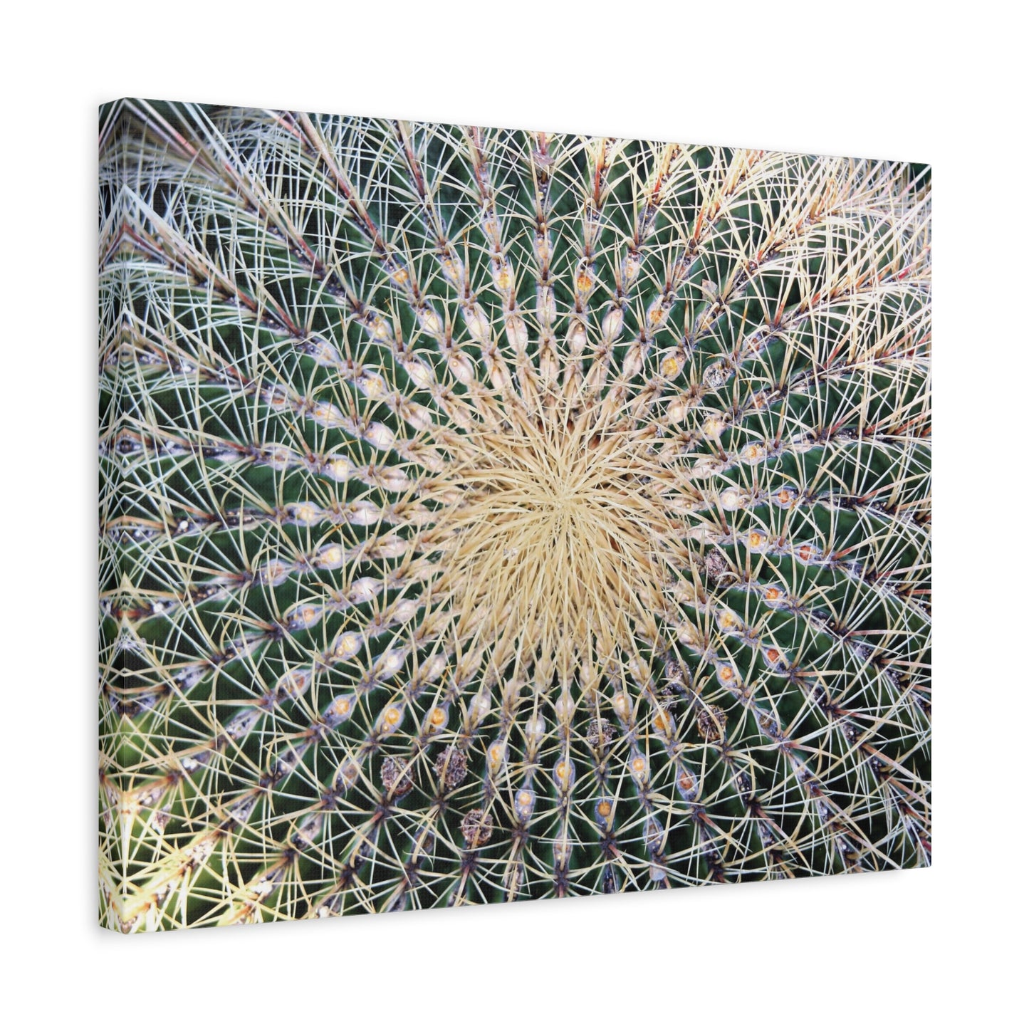 Barrel Cactus Close-Up Canvas | Stretched Matte Canvas