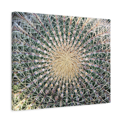 Barrel Cactus Close-Up Canvas | Stretched Matte Canvas