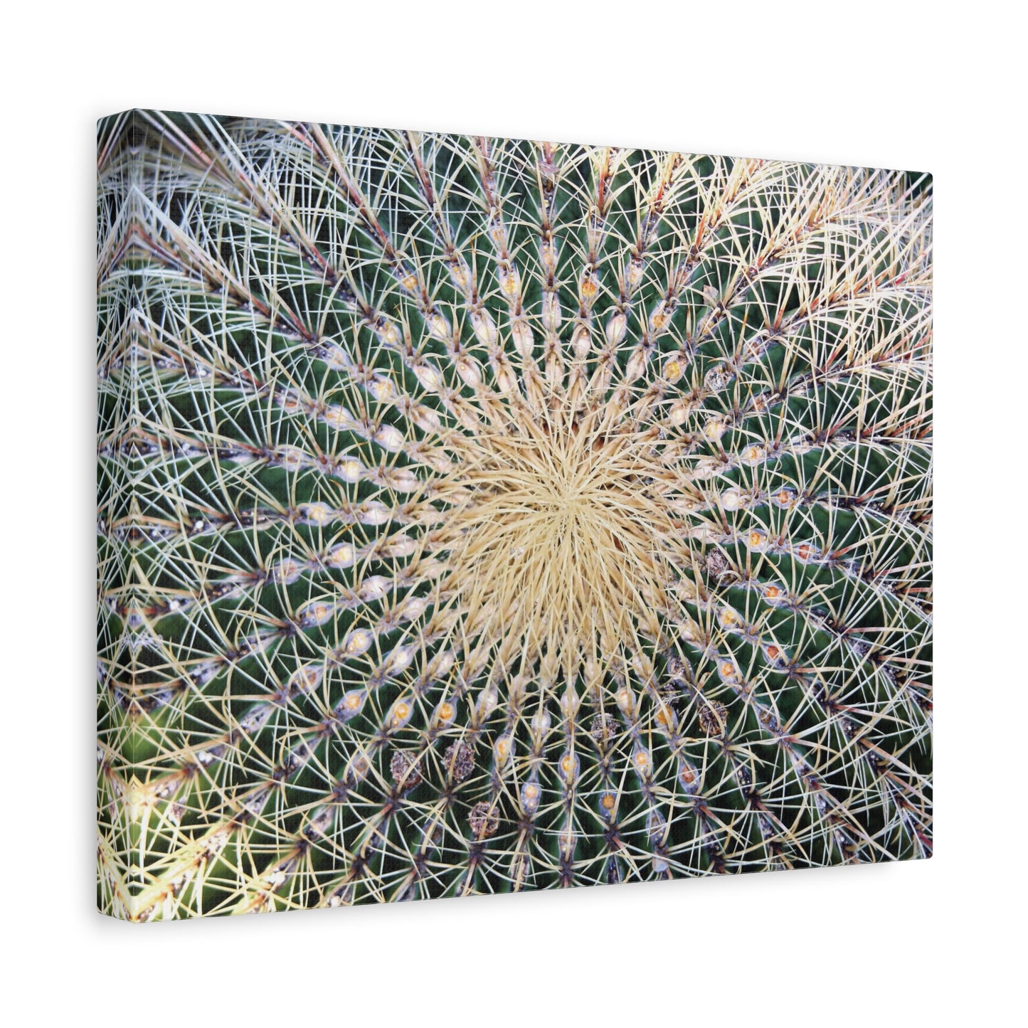 Barrel Cactus Close-Up Canvas | Stretched Matte Canvas