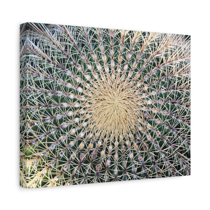 Barrel Cactus Close-Up Canvas | Stretched Matte Canvas